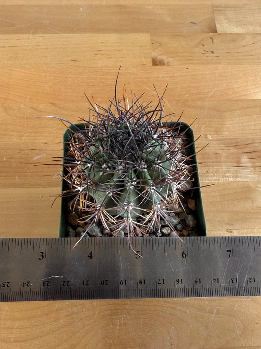 4-inch Echinopsis melanopotamica | Echinopsis leucantha
