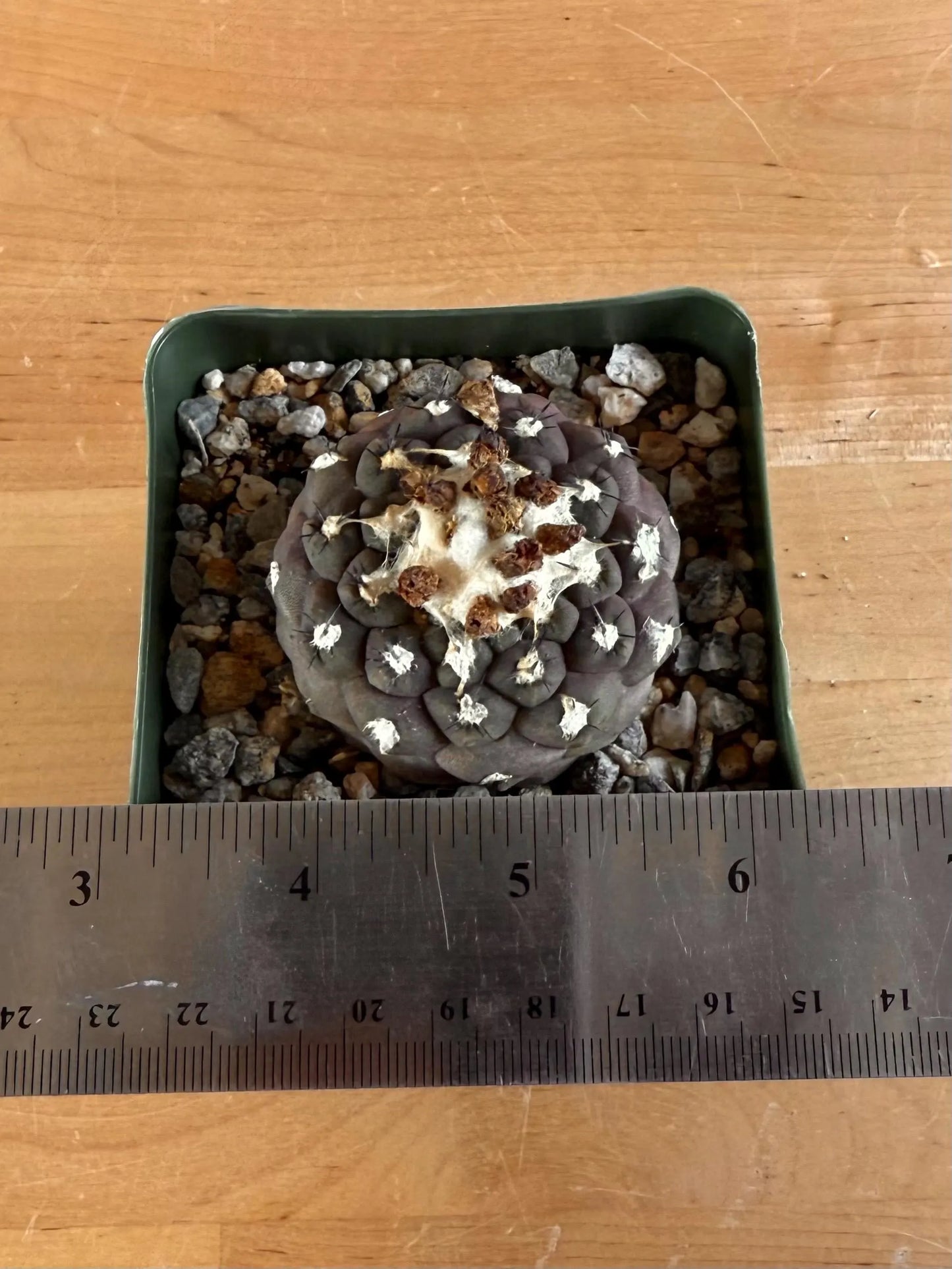 4-inch Copiapoa hypogaea var. barquitensis