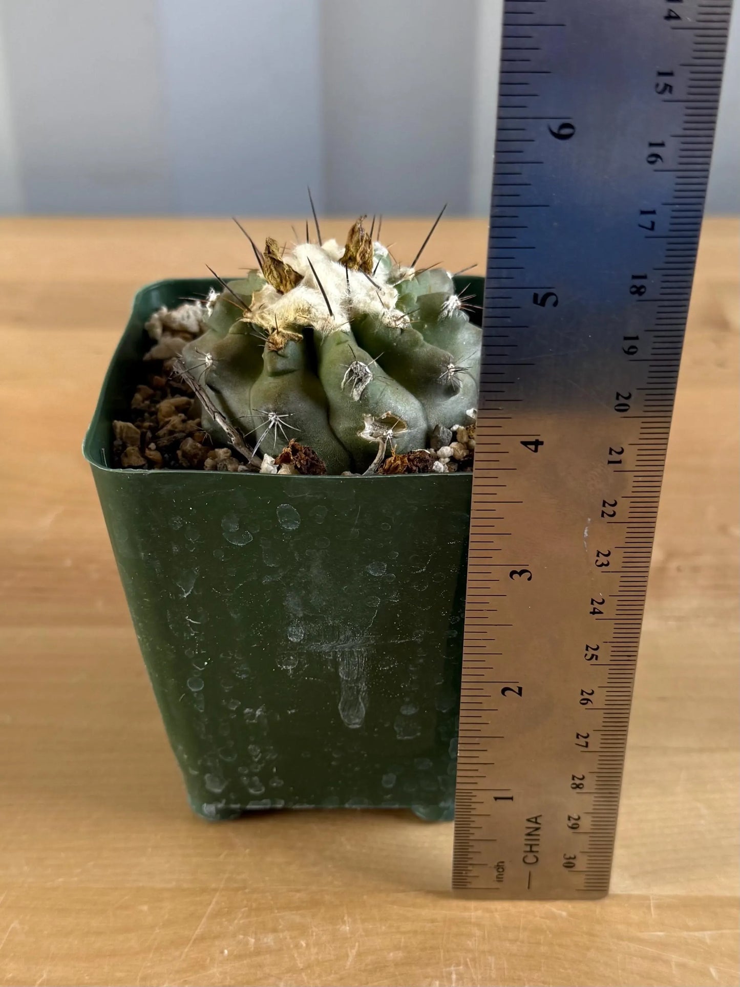 4-inch Copiapoa hypogaea