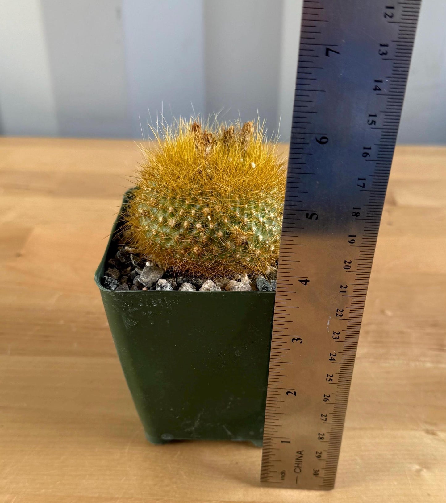 4-inch Notocactus graessneri var. flaviflorus
