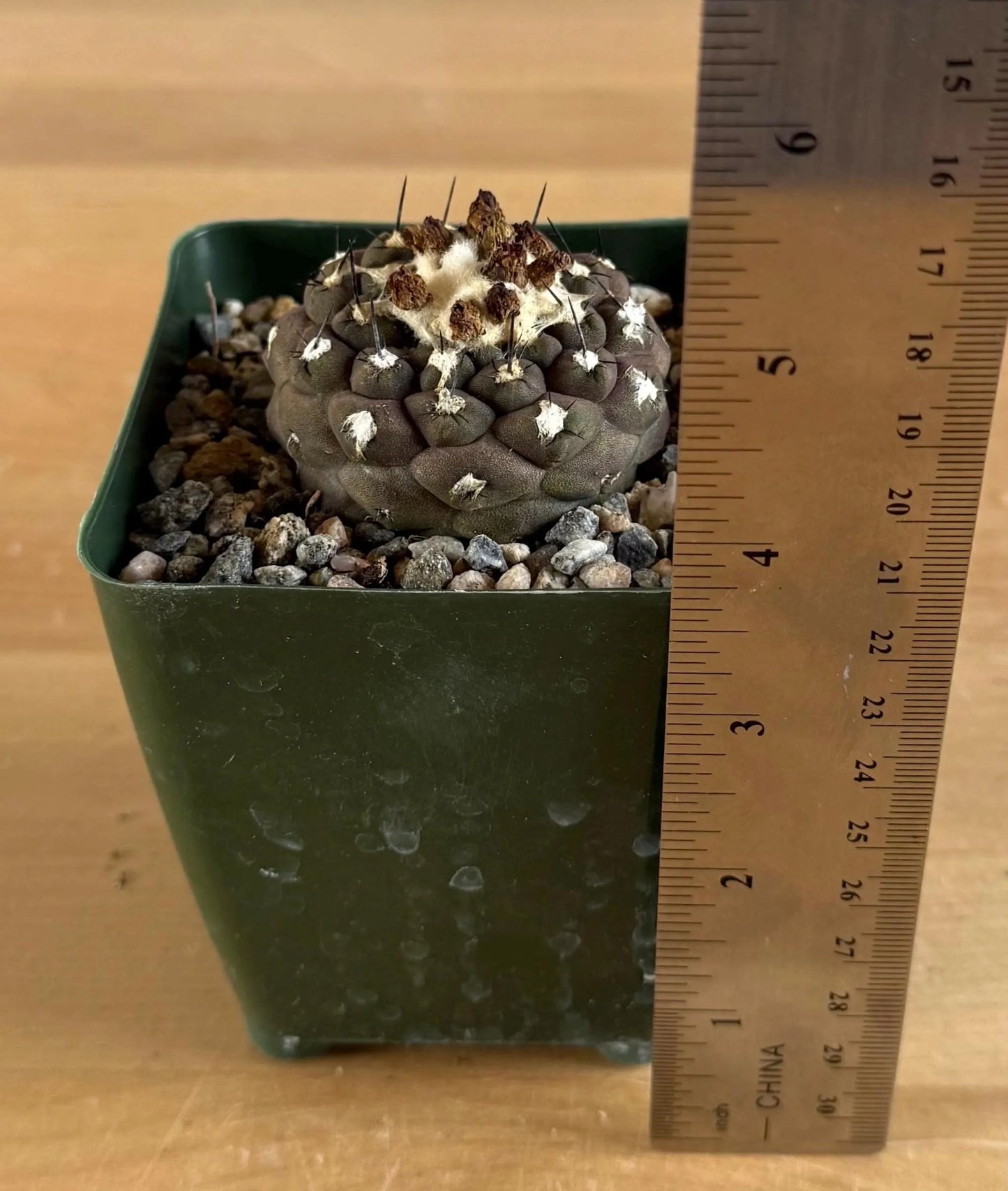 4-inch Copiapoa hypogaea var. barquitensis