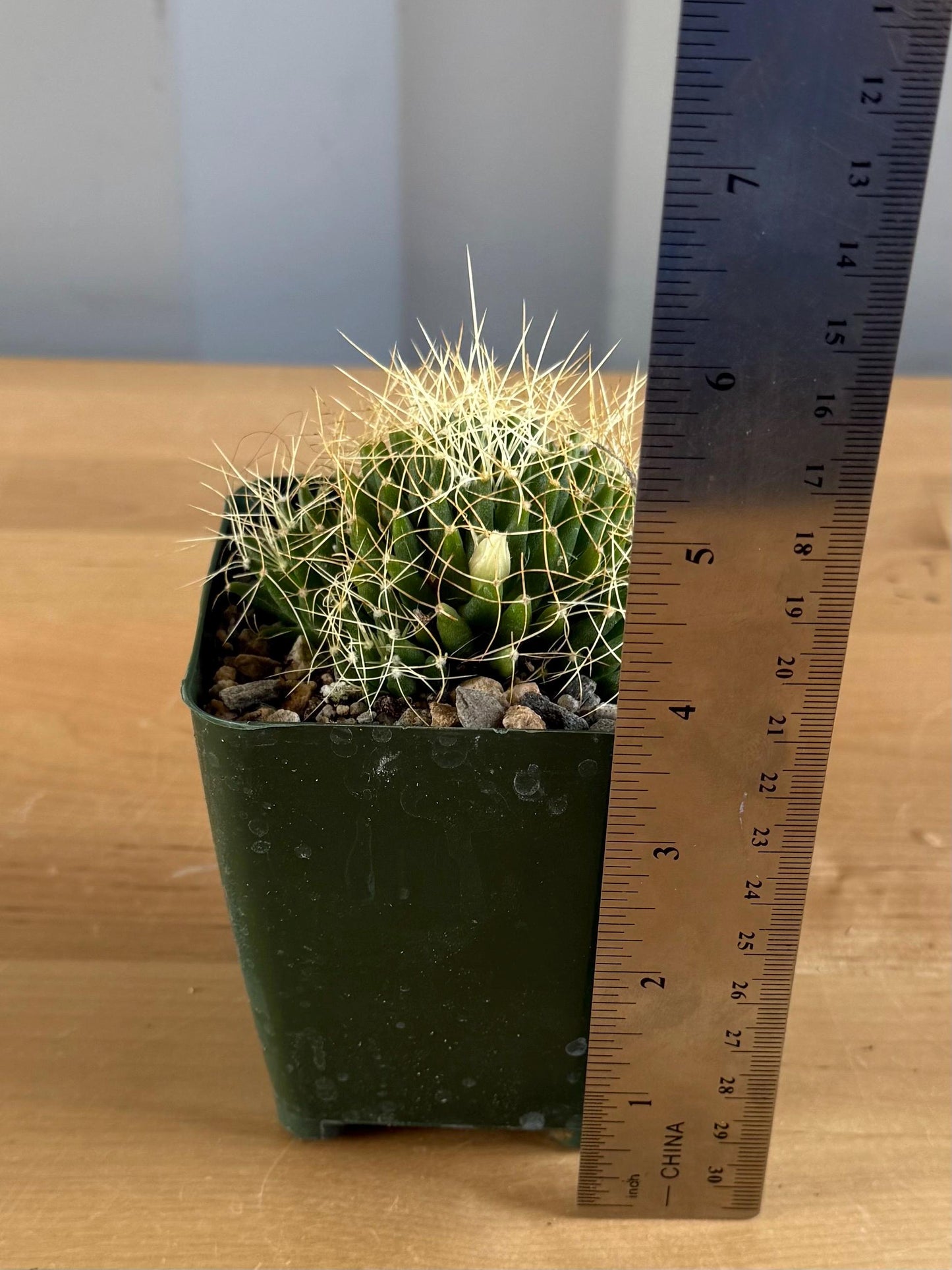 4-inch Mammillaria camptotricha | Bird’s Nest Cactus