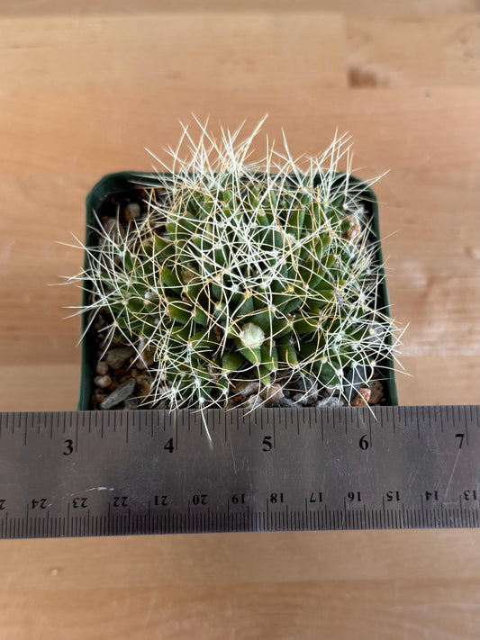 4-inch Mammillaria camptotricha | Bird’s Nest Cactus