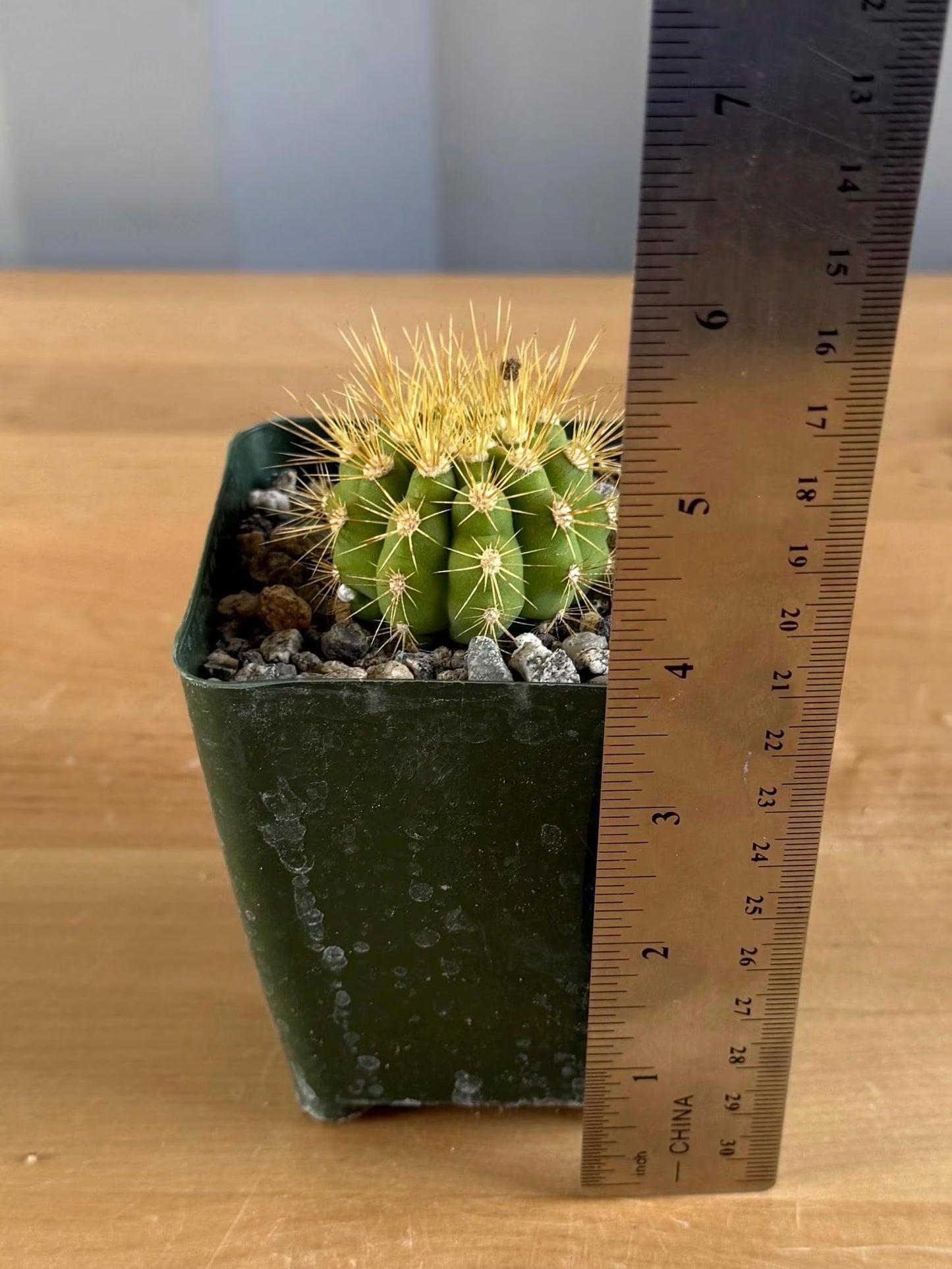 4-inch Gymnocalycium chacoense