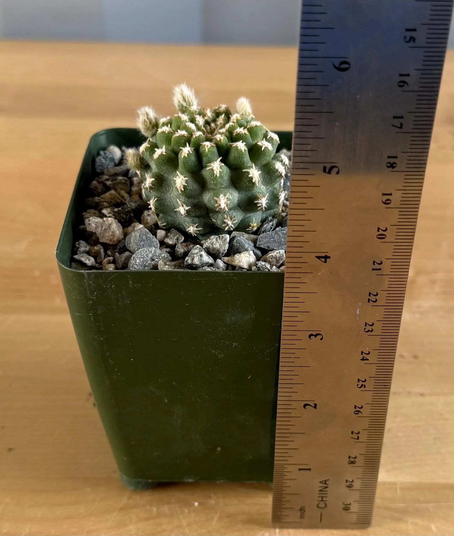 4-inch Pygmaeocereus bieblii