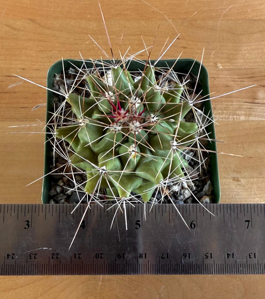 4-inch Hamatocactus davisii | Ferocactus hamatacanthus var. davisii