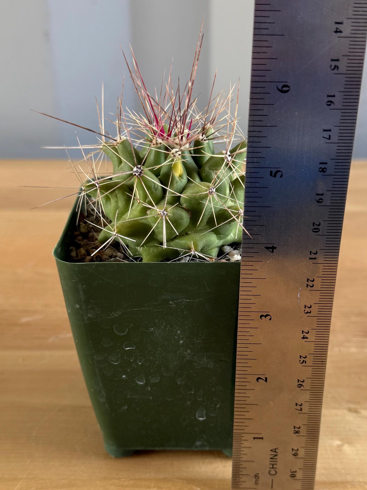 4-inch Hamatocactus davisii | Ferocactus hamatacanthus var. davisii