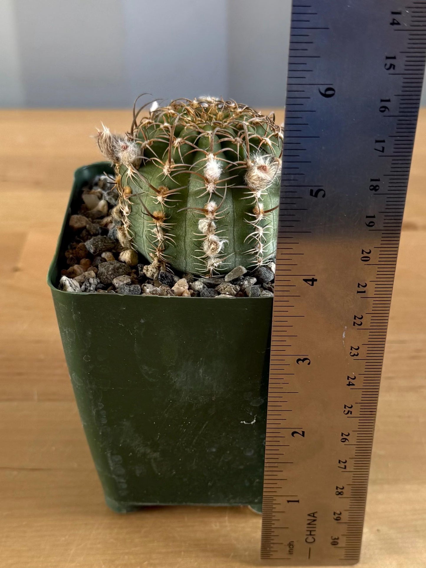 4-inch Echinopsis backebergii | Lobivia winteriana