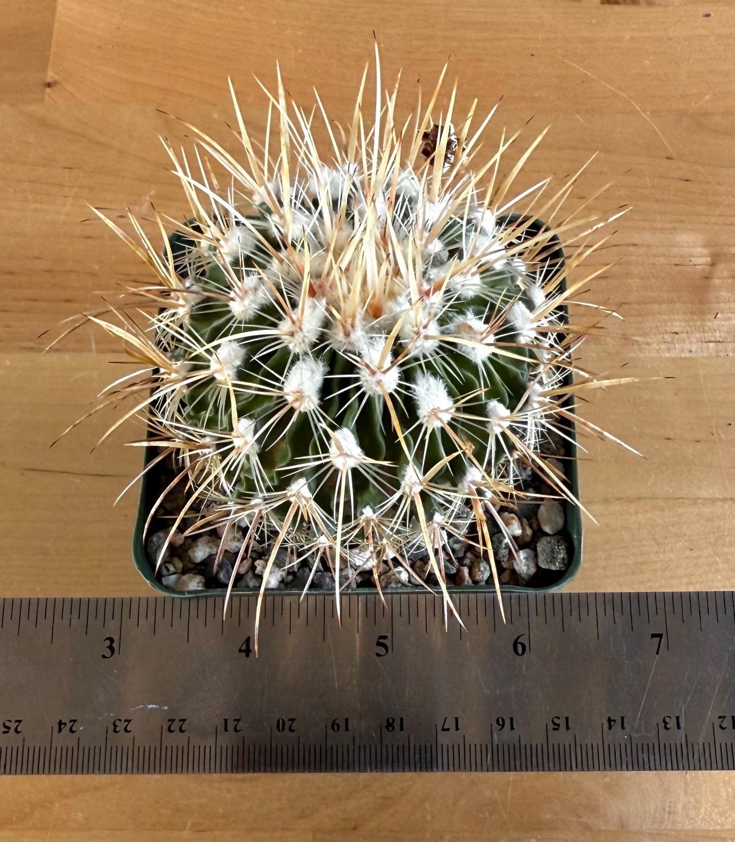 4-inch Echinofossulocactus ochoterenaus | Stenocactus ochoterenanus