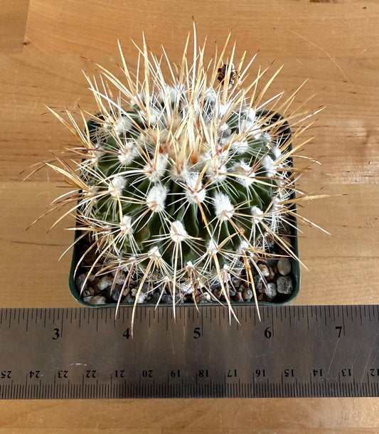 4-inch Echinofossulocactus ochoterenaus | Stenocactus ochoterenanus