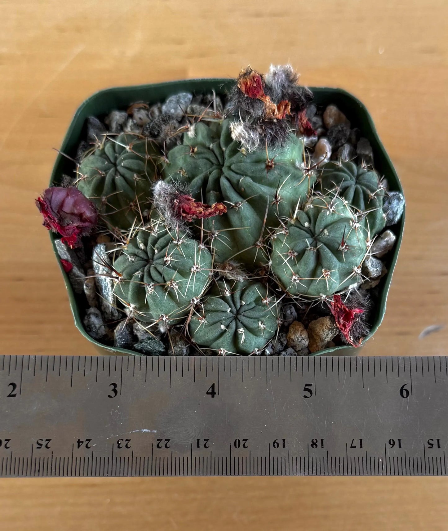 4-inch Lobivia schreiterii L7