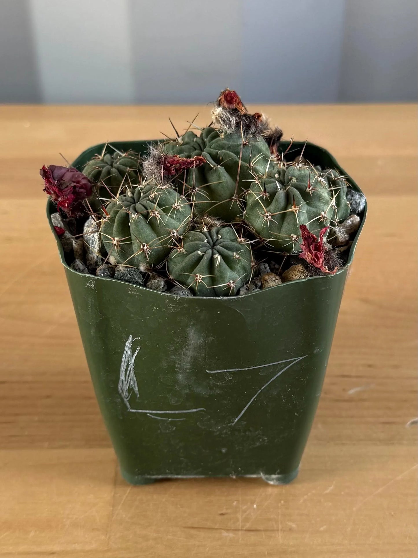 4-inch Lobivia schreiterii L7