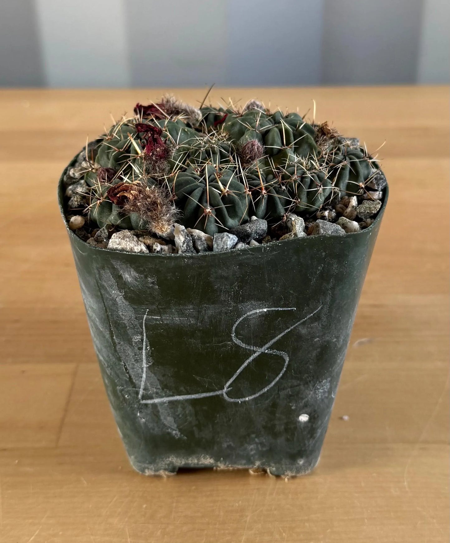 4-inch Lobivia schreiterii L8