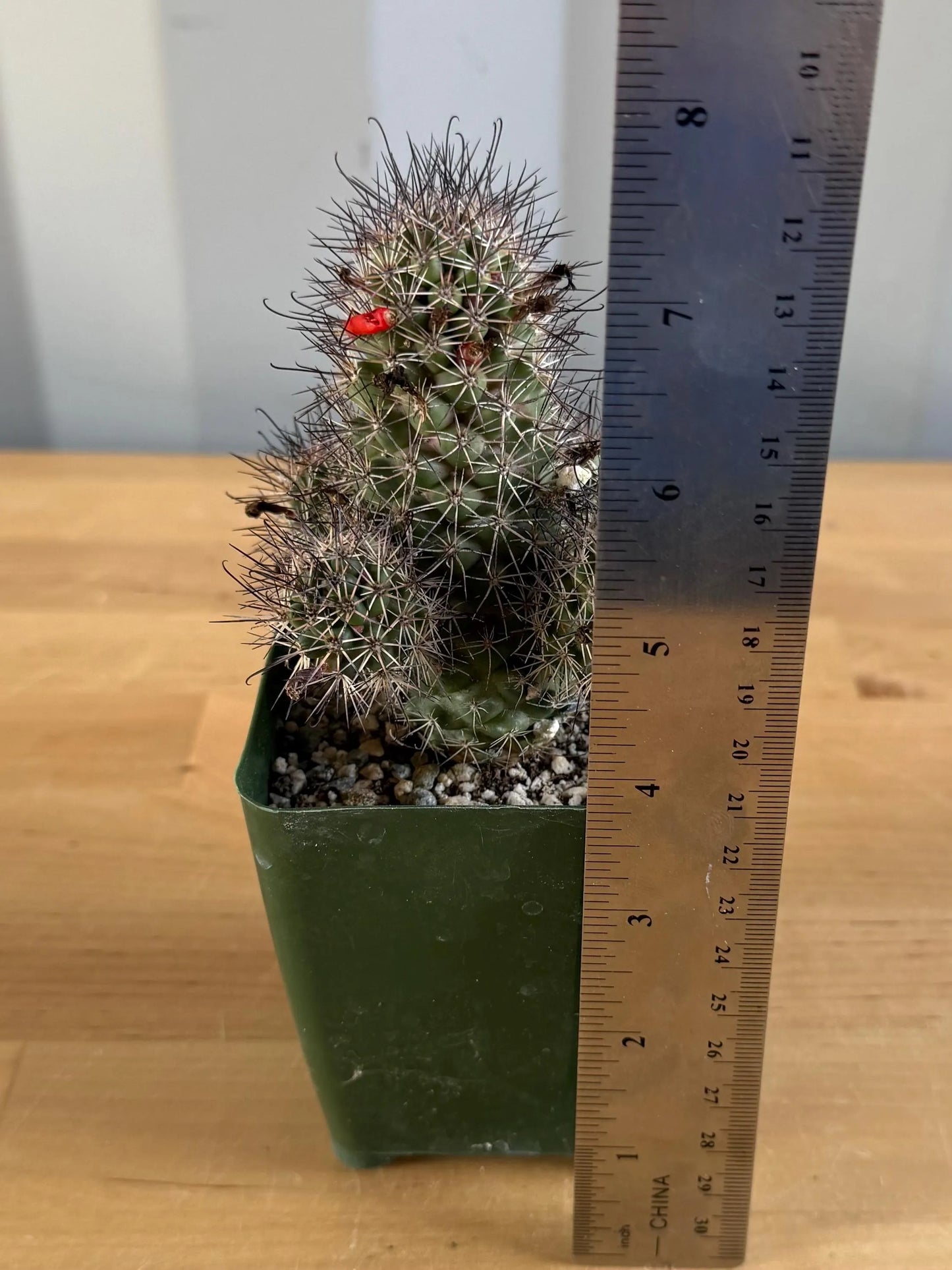 4-inch Mammillaria fraileana | Cochemiea fraileana