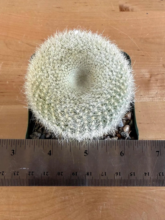 4-inch Large ‘Scarlet Ball' Cactus | Parodia haselbergii