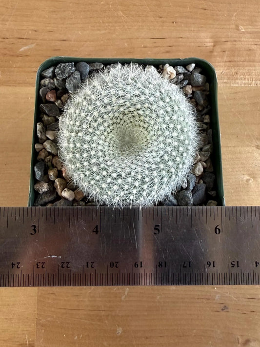 4-inch Small ‘Scarlet Ball Cactus’ | Parodia haselbergii
