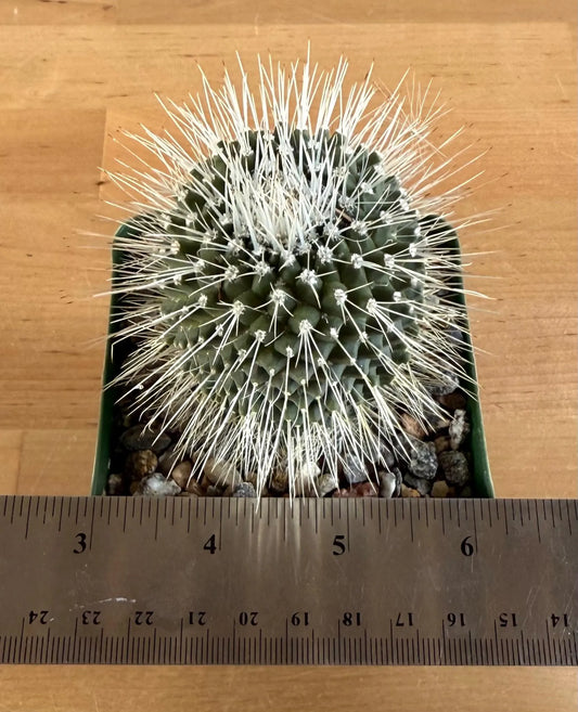 4-inch Mammillaria spinosissima ‘Un Pico’