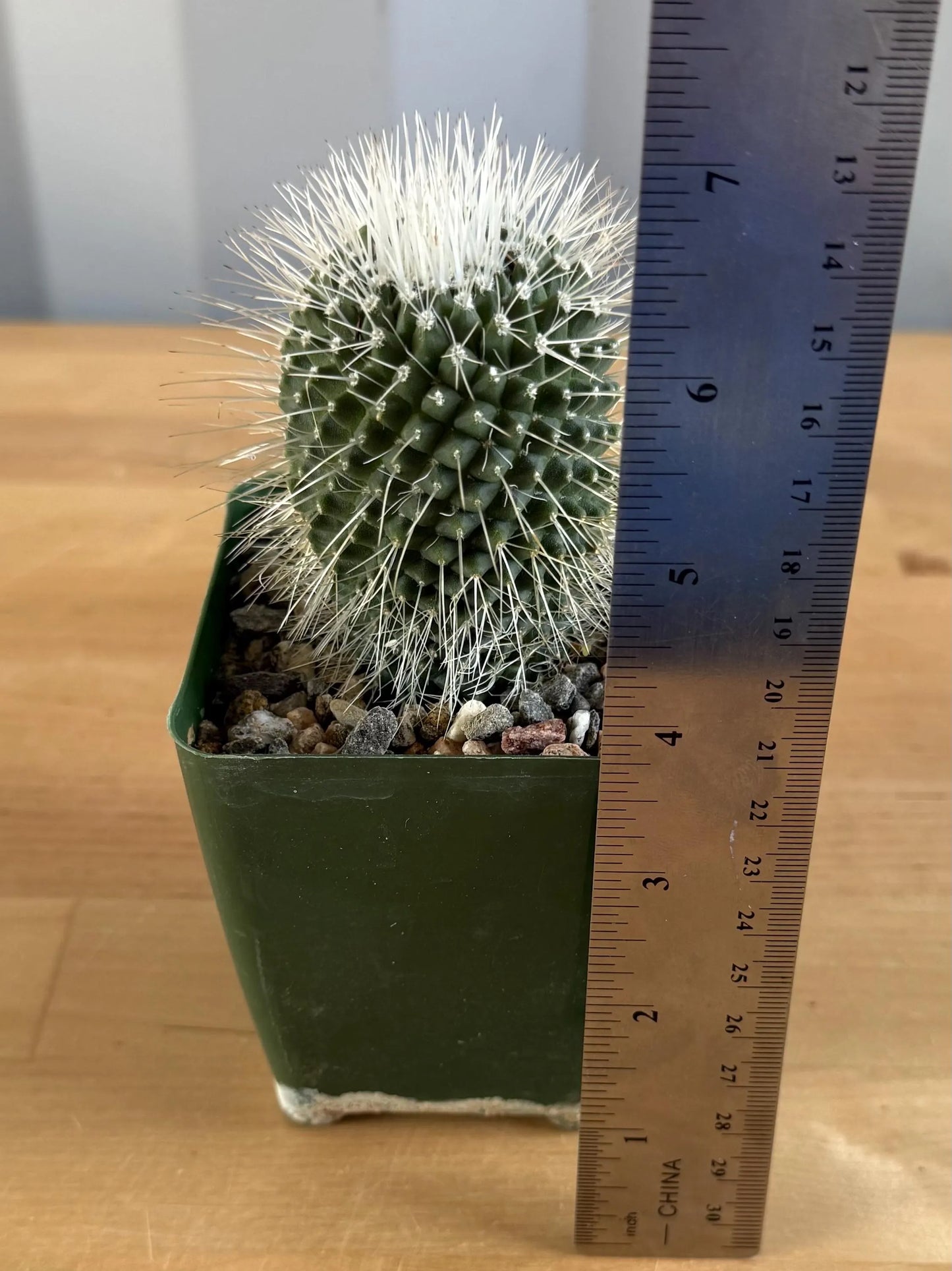 4-inch Mammillaria spinosissima ‘Un Pico’