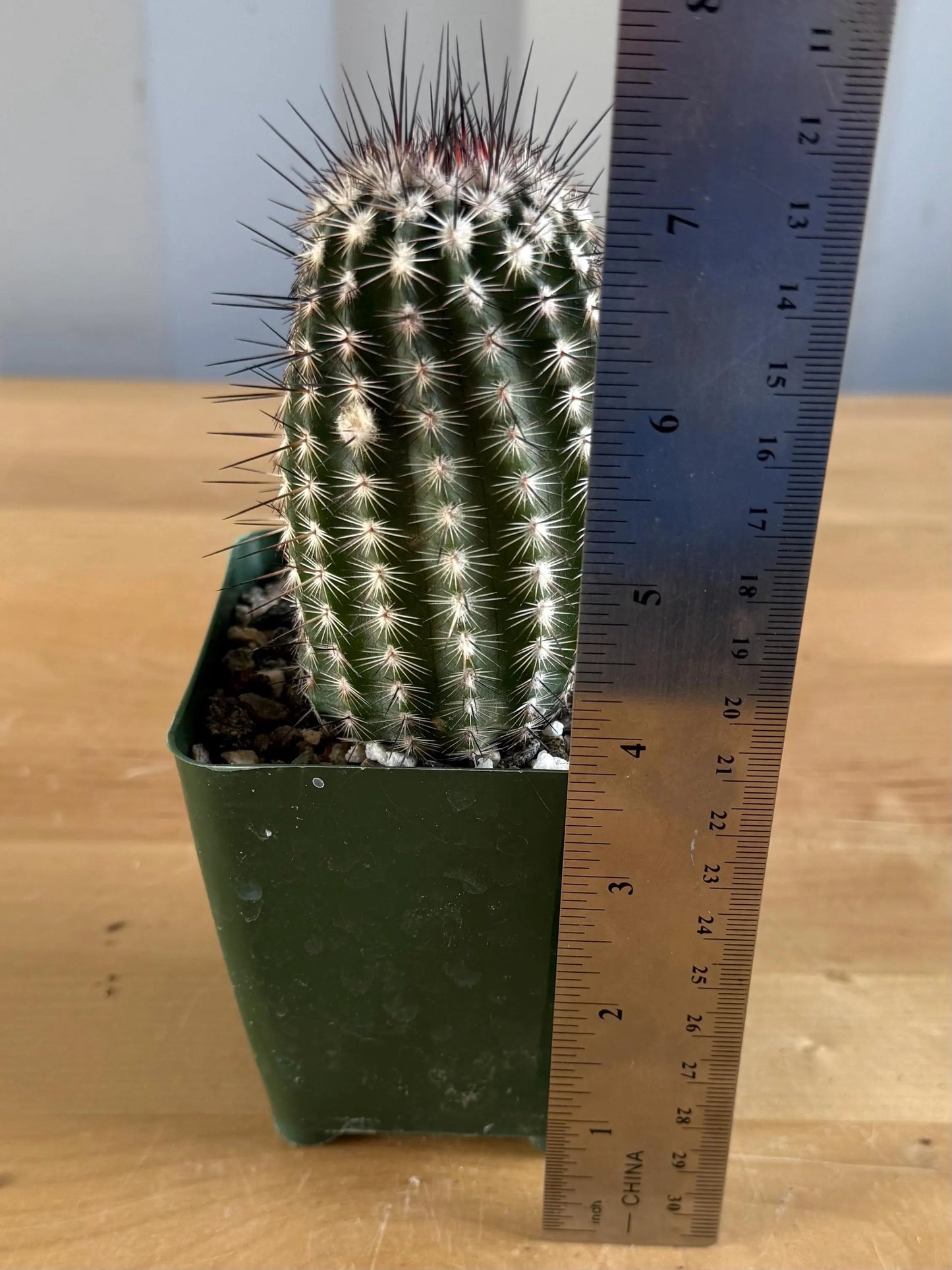 4-inch Echinocereus reichenbachii 'Lace Hedgehog Cactus'