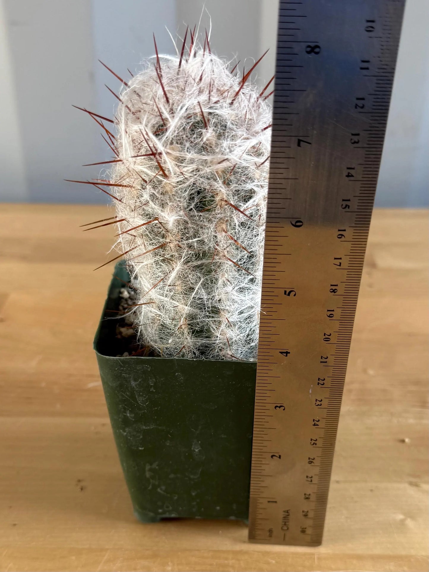 4-inch Oreocereus trollii ‘Old Man of the Andes’