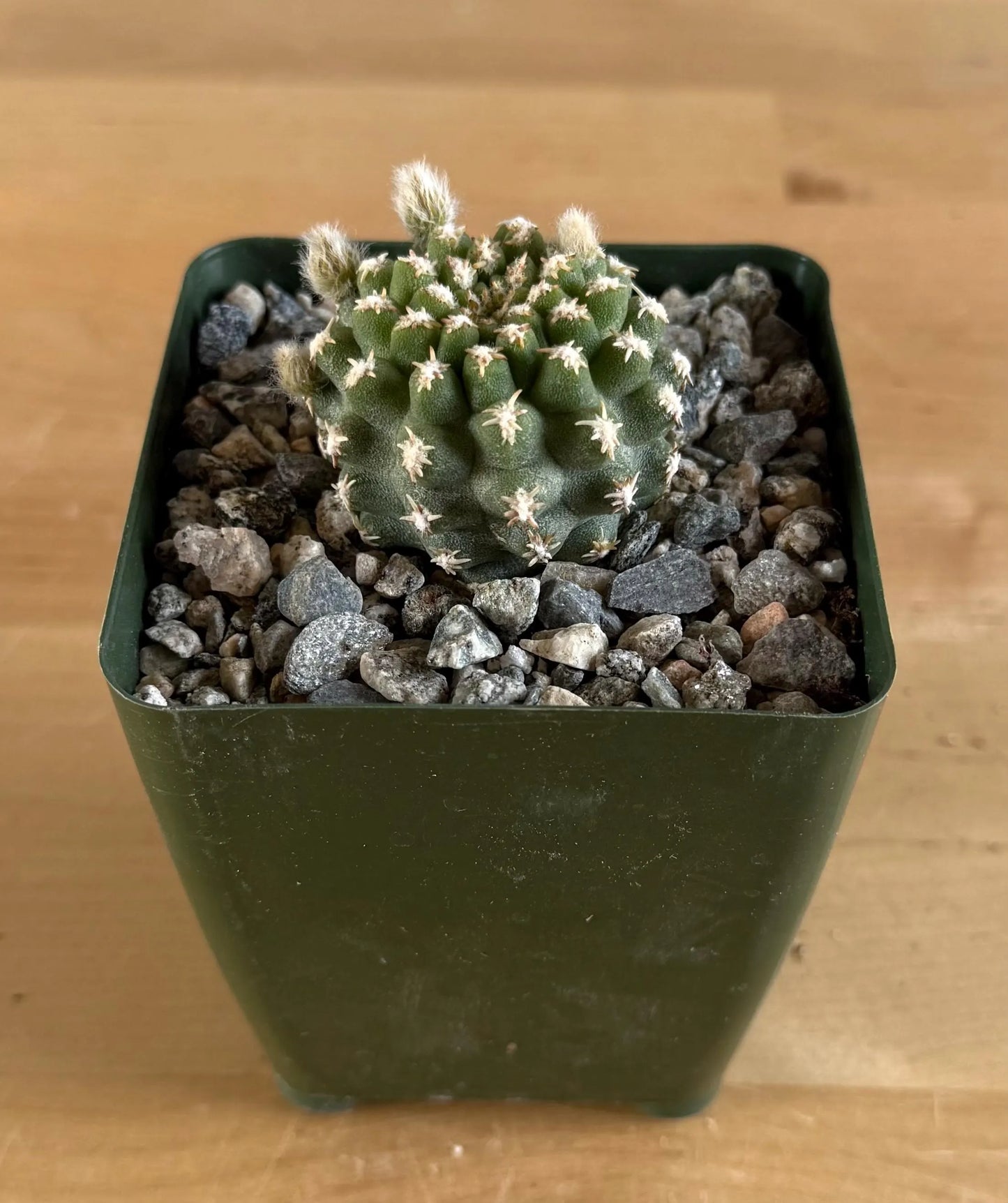 4-inch Pygmaeocereus bieblii