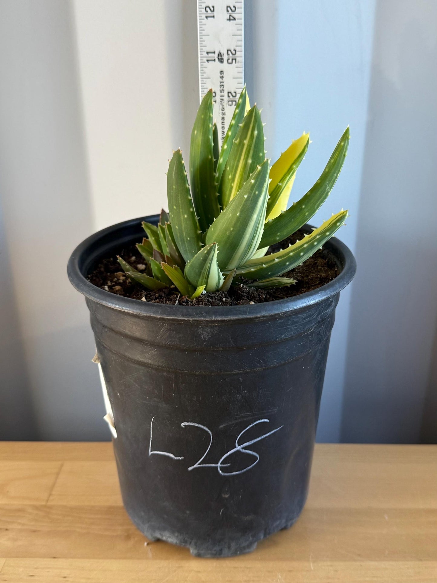 Golden Toothed Aloe (L28) | Variegated Aloe nobilis