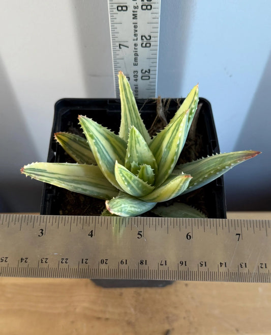 4-inch Golden Toothed Aloe (L57) | Variegated Aloe nobilis