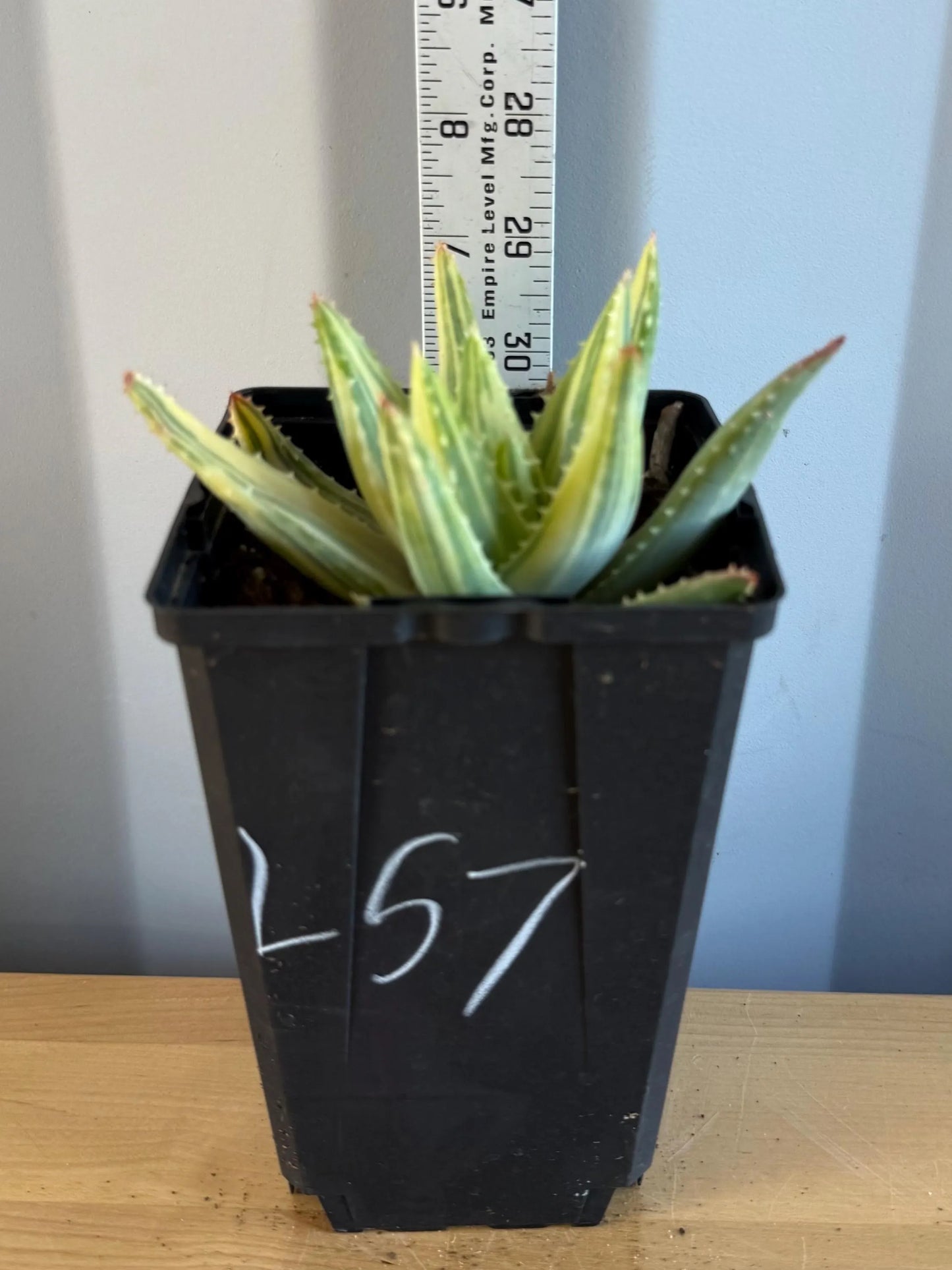 4-inch Golden Toothed Aloe (L57) | Variegated Aloe nobilis