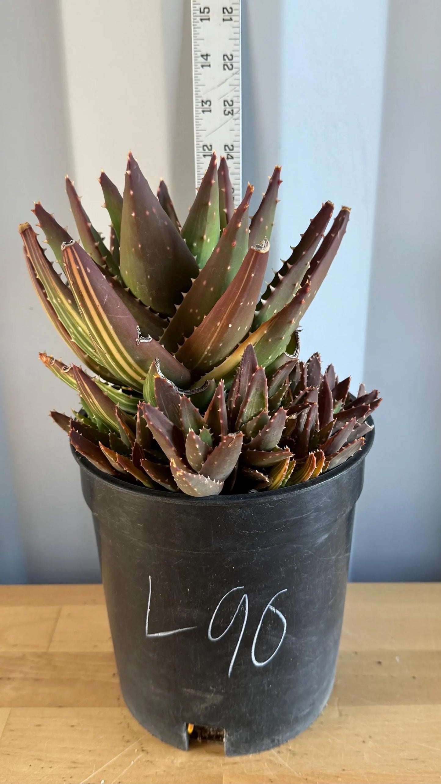 Golden Toothed Aloe (L90) | Variegated Aloe nobilis