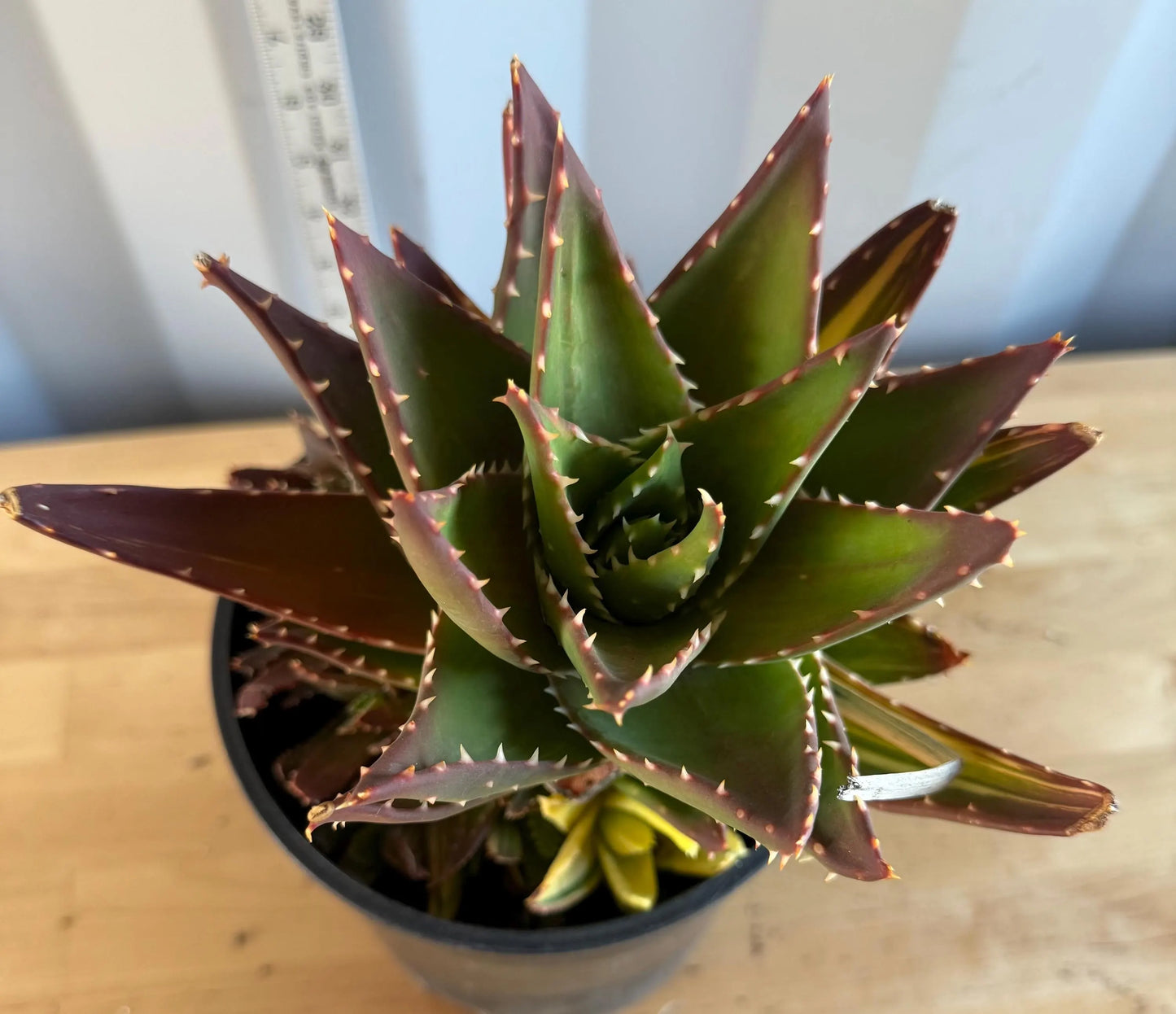 Golden Toothed Aloe (L90) | Variegated Aloe nobilis