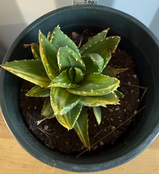 Golden Toothed Aloe (L23) | Variegated Aloe nobilis
