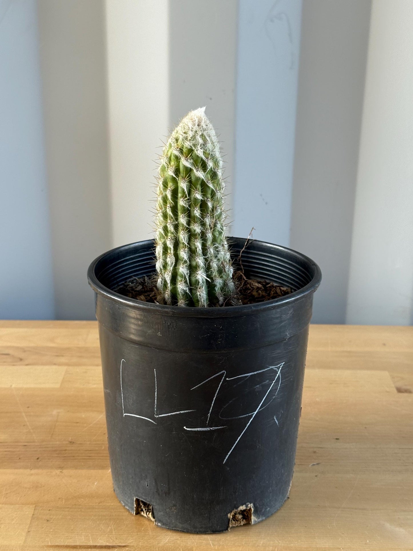 Old Man of the Andes | Oreocereus doelzianus LL17