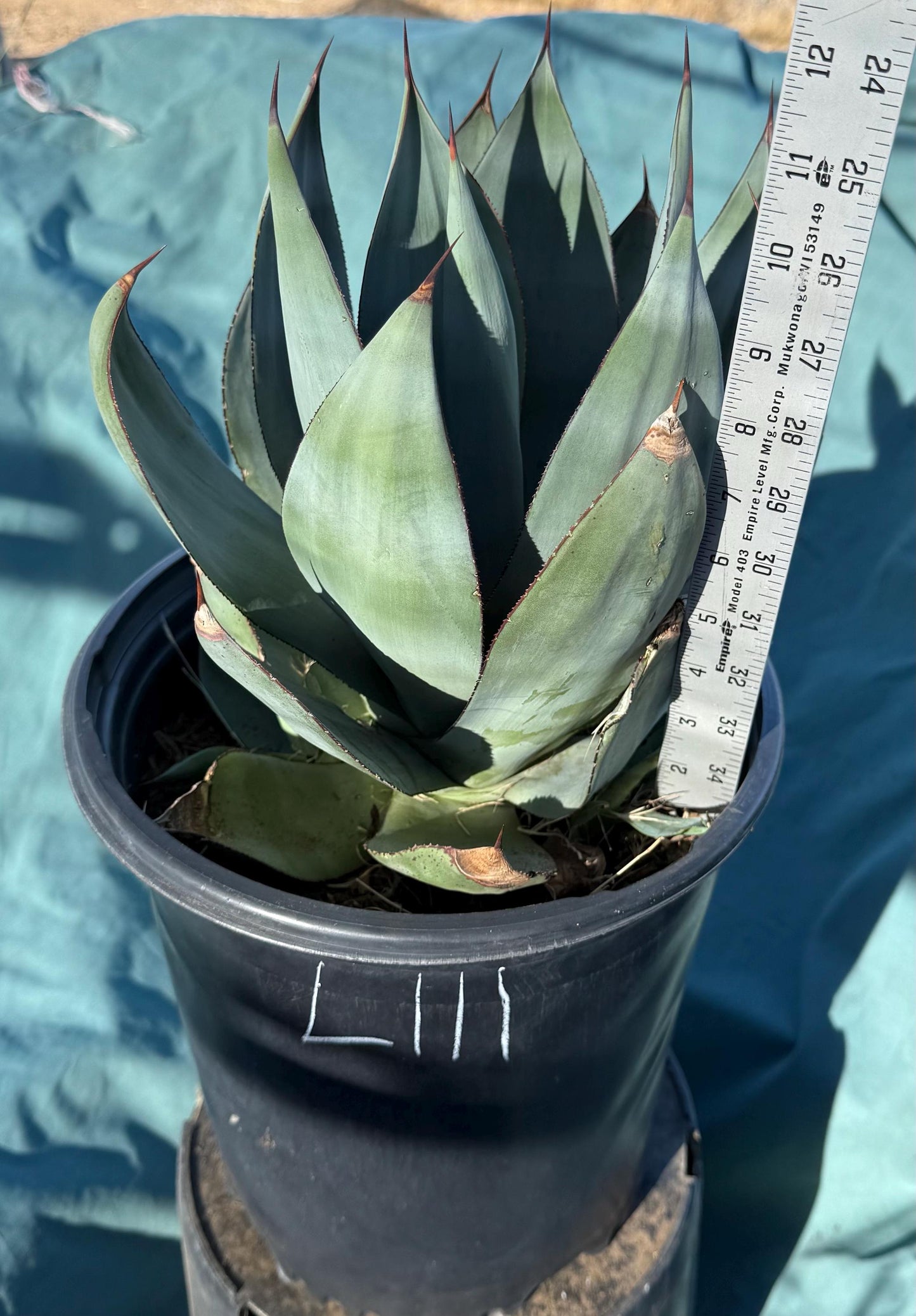 Agave celsii 'Nova' (L111)