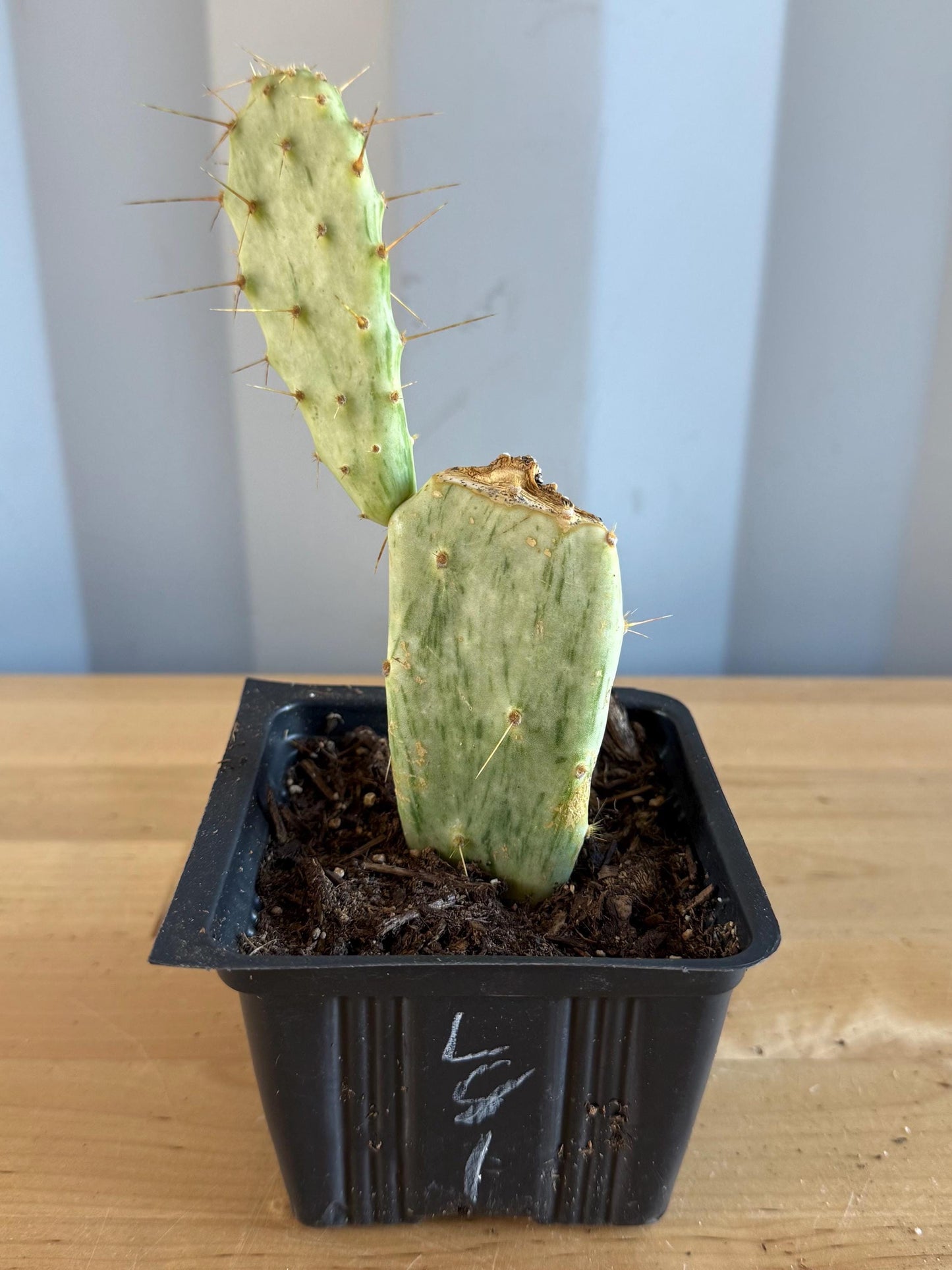 Variegated Prickly Pear (L81) | Opuntia White Variegated Form