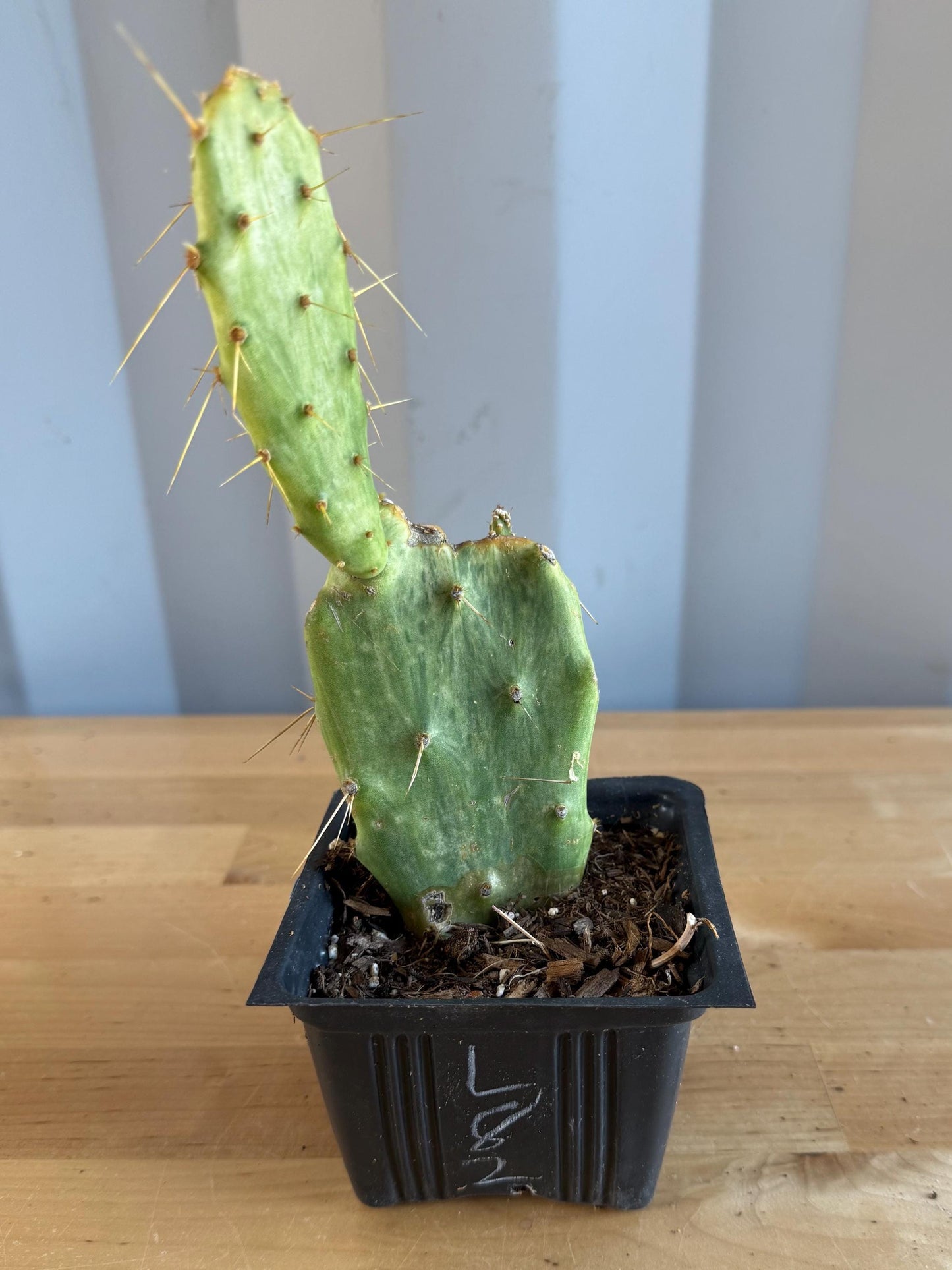Variegated Prickly Pear (L82) | Opuntia White Variegated Form