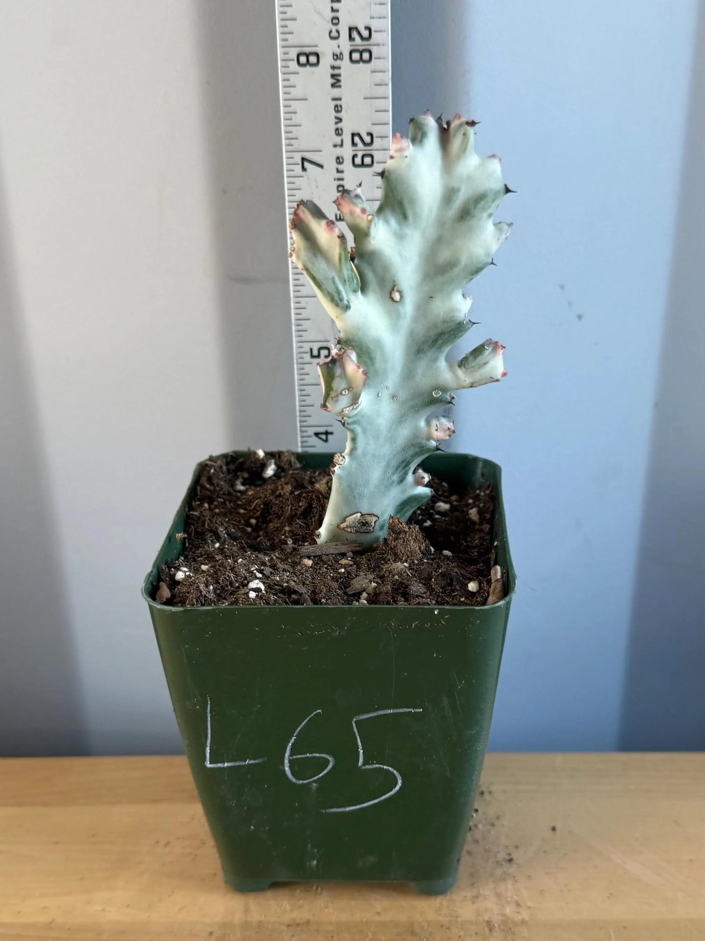 4-inch ‘Dragon Bones’ | Euphorbia lactea variegata ‘White Ghost’ (L65)