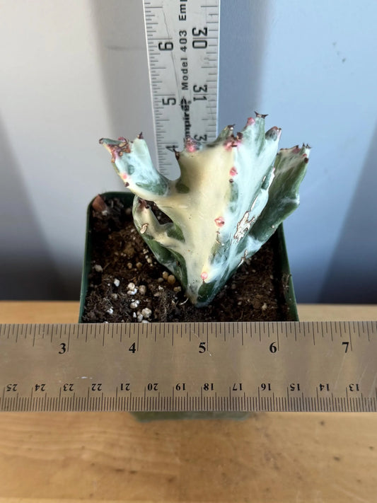 4-inch ‘Dragon Bones’ | Euphorbia lactea variegata ‘White Ghost’ (L71)