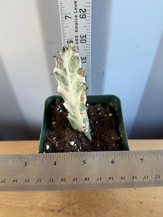 4-inch ‘Dragon Bones’ | Euphorbia lactea variegata ‘White Ghost’ (L73)