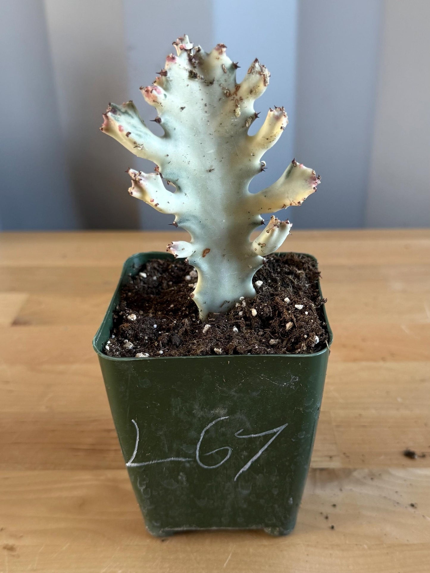 4-inch ‘Dragon Bones’ | Euphorbia lactea variegata ‘White Ghost’ (L67)
