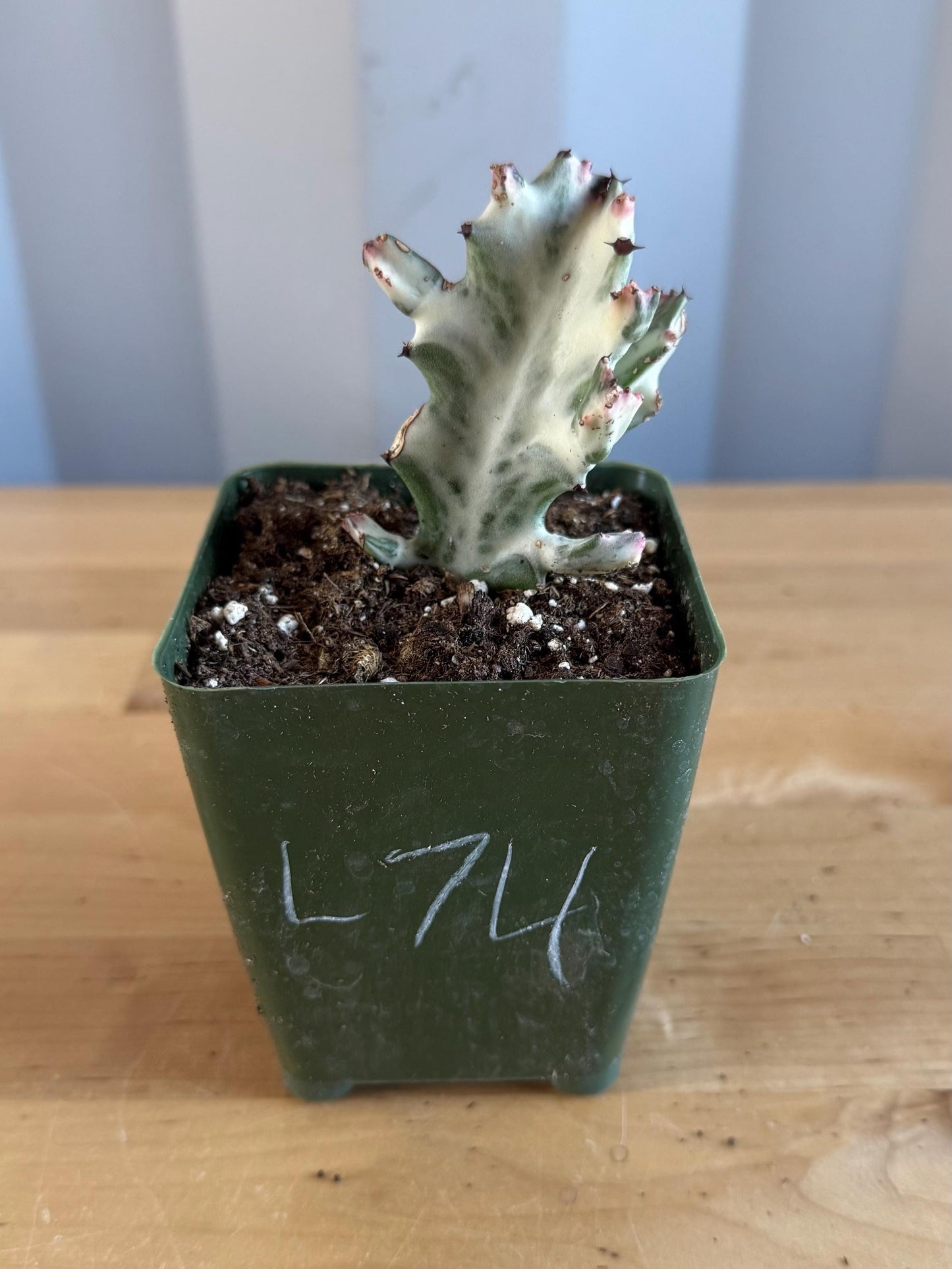4-inch ‘Dragon Bones’ | Euphorbia lactea variegata ‘White Ghost’ (L74)