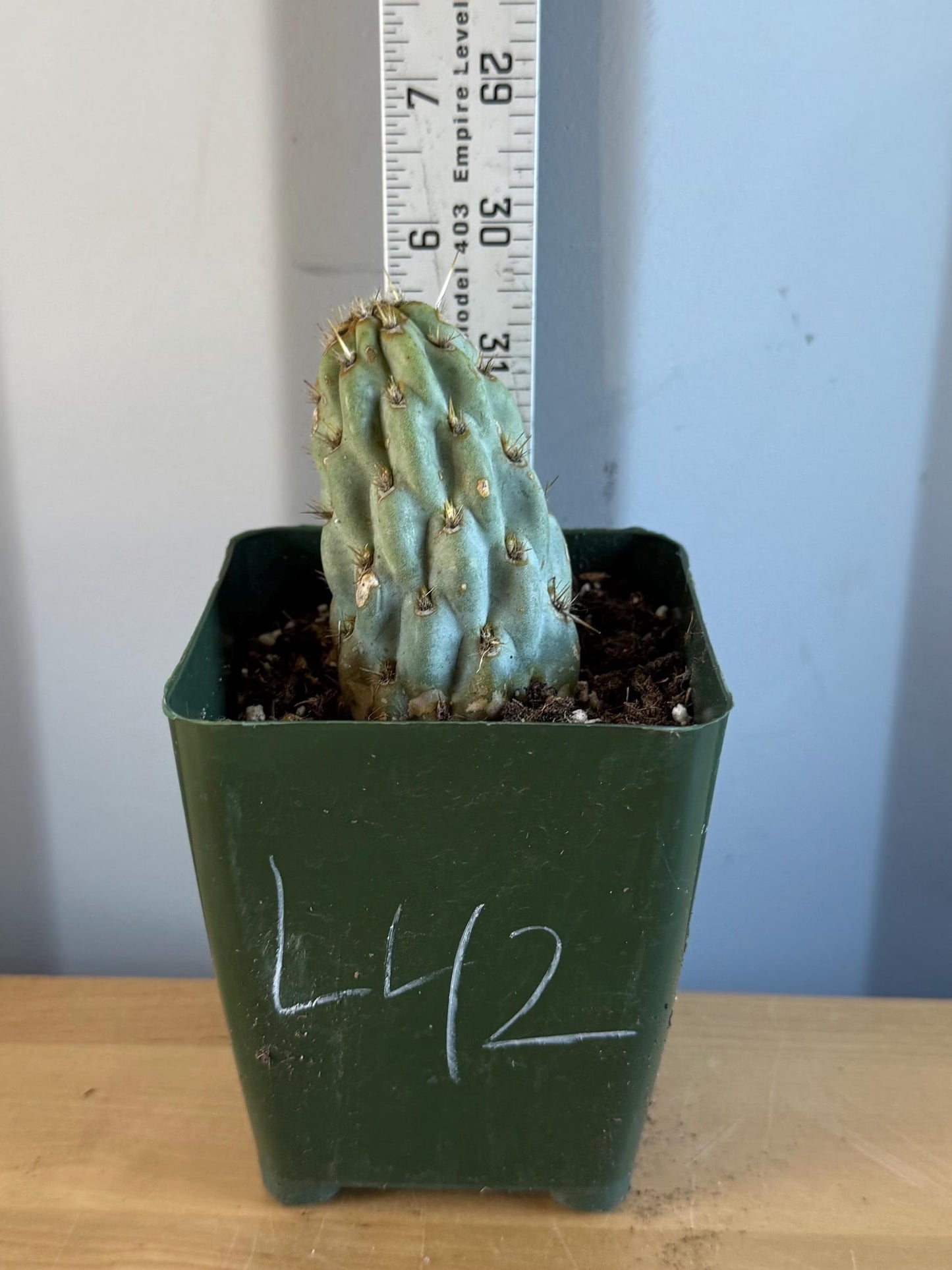 4-inch Miqueliopuntia miquelii (L42) | Opuntia miquelii