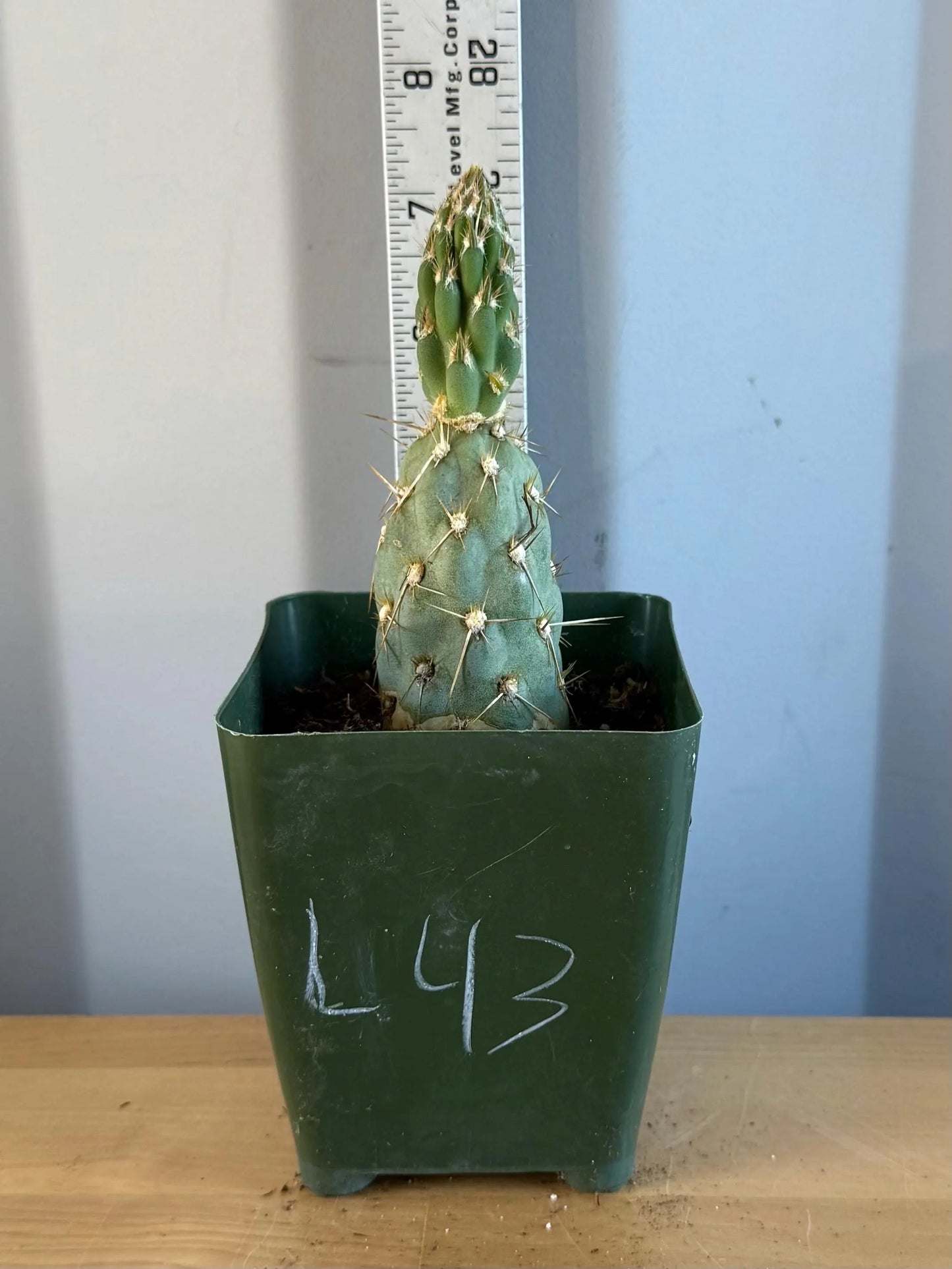 4-inch Miqueliopuntia miquelii (L43) | Opuntia miquelii