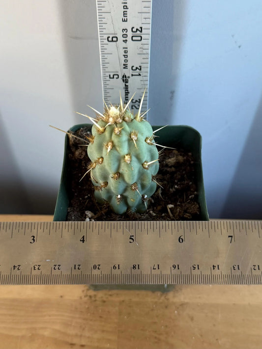 4-inch Miqueliopuntia miquelii (L44) | Opuntia miquelii
