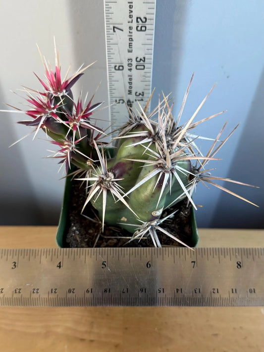 4-inch Opuntia invicta (L45) | Corynopuntia invicta