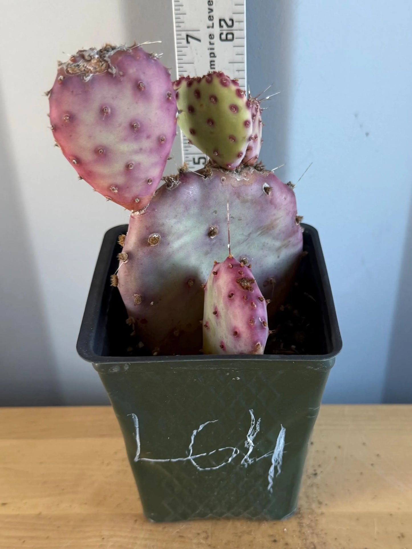 4-inch Opuntia Santa-Rita (L64) | Purple Prickly Pear Opuntia