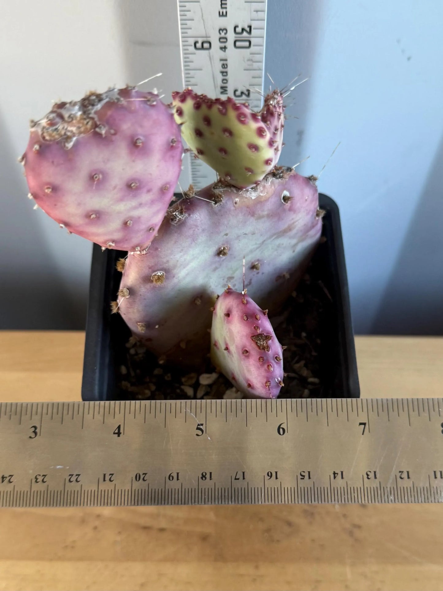 4-inch Opuntia Santa-Rita (L64) | Purple Prickly Pear Opuntia