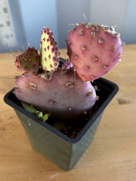 4-inch Opuntia Santa-Rita (L64) | Purple Prickly Pear Opuntia