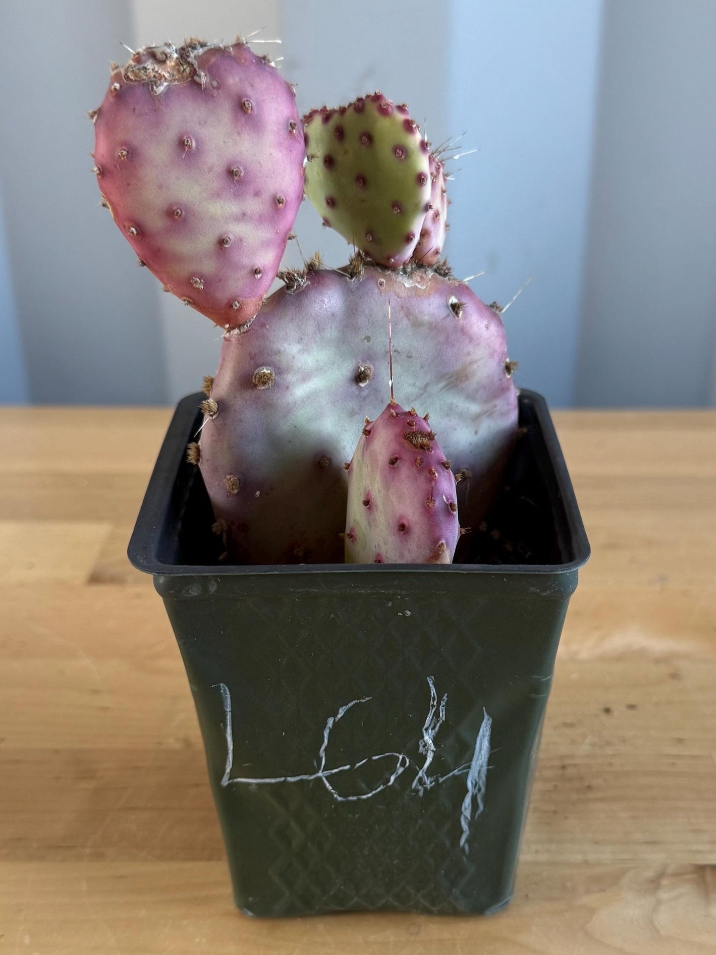 4-inch Opuntia Santa-Rita (L64) | Purple Prickly Pear Opuntia