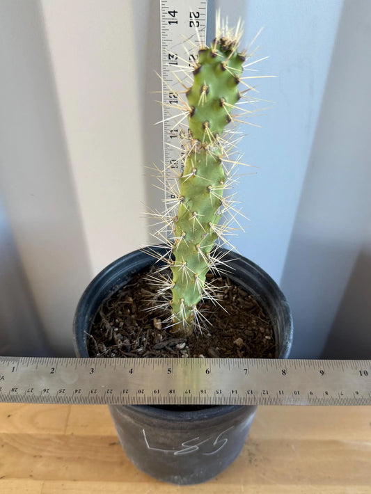 Cholla Cactus (L85) | Cylindropuntia cholla