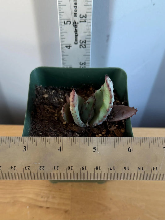 4-inch Aloe Marlothii (EL55) | ‘Mountain Aloe’